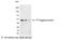 T7 epitope tag antibody, 18864P, QED Bioscience, Western Blot image 