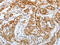 Reticulon 4 antibody, CSB-PA054695, Cusabio, Immunohistochemistry paraffin image 