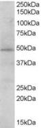 Signal Transducing Adaptor Family Member 2 antibody, orb18881, Biorbyt, Western Blot image 