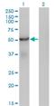 Sorting Nexin 25 antibody, H00083891-M01, Novus Biologicals, Western Blot image 