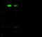 Early Endosome Antigen 1 antibody, 100667-T32, Sino Biological, Western Blot image 