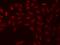 WW Domain Binding Protein 11 antibody, 202846-T02, Sino Biological, Immunohistochemistry frozen image 