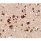 SLIT And NTRK Like Family Member 6 antibody, LS-C53260, Lifespan Biosciences, Immunohistochemistry frozen image 