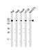 KH RNA Binding Domain Containing, Signal Transduction Associated 1 antibody, 61-145, ProSci, Western Blot image 