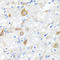Neuregulin 4 antibody, LS-C332195, Lifespan Biosciences, Immunohistochemistry frozen image 