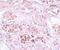 Secernin 1 antibody, NBP1-77187, Novus Biologicals, Immunohistochemistry frozen image 