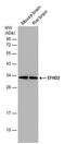EF-Hand Domain Family Member D2 antibody, PA5-78575, Invitrogen Antibodies, Western Blot image 