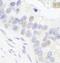 General Transcription Factor IIIC Subunit 1 antibody, A301-293A, Bethyl Labs, Immunohistochemistry frozen image 