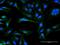 Olfactory Receptor Family 8 Subfamily B Member 8 antibody, H00026493-B01P, Novus Biologicals, Immunocytochemistry image 