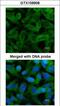 Chaperonin Containing TCP1 Subunit 5 antibody, GTX109908, GeneTex, Immunofluorescence image 