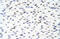 Acidic Nuclear Phosphoprotein 32 Family Member A antibody, 29-210, ProSci, Western Blot image 