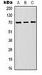 Heat Shock Protein Family A (Hsp70) Member 8 antibody, orb323171, Biorbyt, Western Blot image 