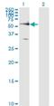 Frizzled Class Receptor 5 antibody, H00007855-M01, Novus Biologicals, Western Blot image 