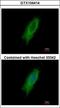 Major Histocompatibility Complex, Class II, DP Alpha 1 antibody, GTX104414, GeneTex, Immunocytochemistry image 