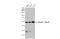 RB Binding Protein 4, Chromatin Remodeling Factor antibody, 3111, QED Bioscience, Western Blot image 