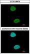 TFIIIC90 antibody, GTX118874, GeneTex, Immunocytochemistry image 