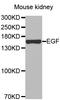 Epidermal Growth Factor antibody, LS-C332232, Lifespan Biosciences, Western Blot image 