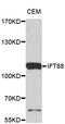 Intraflagellar Transport 88 antibody, STJ26567, St John