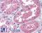 Aminoadipate Aminotransferase antibody, LS-A9490, Lifespan Biosciences, Immunohistochemistry paraffin image 