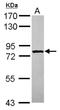 Spermatid perinuclear RNA-binding protein antibody, NBP2-20522, Novus Biologicals, Western Blot image 