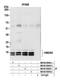 High Mobility Group Nucleosomal Binding Domain 3 antibody, NB100-59840, Novus Biologicals, Western Blot image 