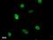 Kinesin Family Member 22 antibody, LS-C342860, Lifespan Biosciences, Immunofluorescence image 