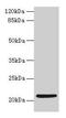 Coatomer Protein Complex Subunit Zeta 1 antibody, CSB-PA005797LA01HU, Cusabio, Western Blot image 