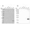 Plasma cell-induced resident endoplasmic reticulum protein antibody, NBP2-55874, Novus Biologicals, Western Blot image 