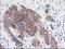 Eukaryotic Translation Initiation Factor 2B Subunit Gamma antibody, LS-C786570, Lifespan Biosciences, Immunohistochemistry paraffin image 