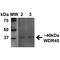 WD Repeat Domain 45 antibody, LS-C773617, Lifespan Biosciences, Western Blot image 