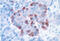Glucagon antibody, 20076, Immunostar, Immunohistochemistry frozen image 
