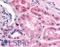 HIF1-alpha antibody, LS-C181017, Lifespan Biosciences, Immunohistochemistry frozen image 