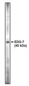 Lysophosphatidic Acid Receptor 3 antibody, PA1-12569, Invitrogen Antibodies, Western Blot image 
