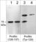 CHI antibody, PP4801, ECM Biosciences, Western Blot image 