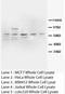 COX2 antibody, LS-C171722, Lifespan Biosciences, Western Blot image 