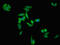 SRBC antibody, orb401608, Biorbyt, Immunofluorescence image 