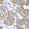 Ras-related protein Ral-B antibody, 19-264, ProSci, Immunohistochemistry frozen image 