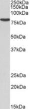 Ribosomal Protein S6 Kinase A2 antibody, MBS422665, MyBioSource, Western Blot image 