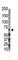 Dual Specificity Tyrosine Phosphorylation Regulated Kinase 3 antibody, abx033458, Abbexa, Western Blot image 