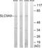 Solute Carrier Family 9 Member A9 antibody, abx014903, Abbexa, Western Blot image 