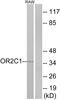 Olfactory Receptor Family 2 Subfamily C Member 1 antibody, GTX87862, GeneTex, Western Blot image 