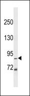 Zinc Finger Protein 786 antibody, LS-C157413, Lifespan Biosciences, Western Blot image 