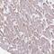 Interleukin 18 Binding Protein antibody, NBP2-38481, Novus Biologicals, Immunohistochemistry frozen image 