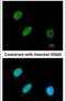 ZFP36 Ring Finger Protein Like 2 antibody, PA5-30644, Invitrogen Antibodies, Immunofluorescence image 