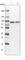 ATP Binding Cassette Subfamily F Member 2 antibody, HPA030388, Atlas Antibodies, Western Blot image 