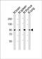Mediator Complex Subunit 15 antibody, PA5-49429, Invitrogen Antibodies, Western Blot image 