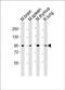 Mediator Complex Subunit 15 antibody, PA5-49429, Invitrogen Antibodies, Western Blot image 