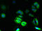 Transmembrane And Coiled-Coil Domains 5A antibody, CSB-PA843283LA01HU, Cusabio, Immunofluorescence image 