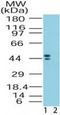 Corticotropin Releasing Hormone Receptor 2 antibody, PA5-23129, Invitrogen Antibodies, Western Blot image 