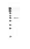 Cell Division Cycle 20 antibody, A00382-1, Boster Biological Technology, Western Blot image 